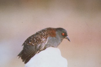 Black Rail