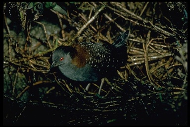 Black Rail