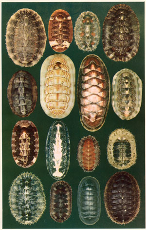 Chitons of the Pacific Coast