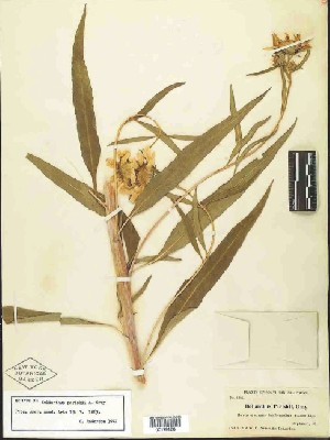 Los Angeles Sunflower