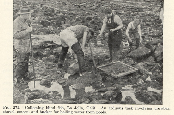 Blind Goby Field Workers at La Jolla in 1930s 