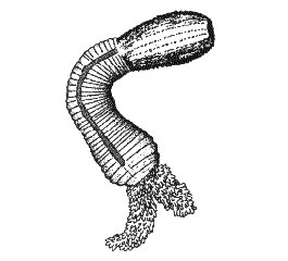 priapulus humanus