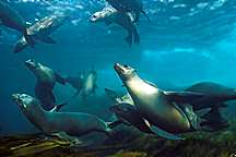 California Sea Lion